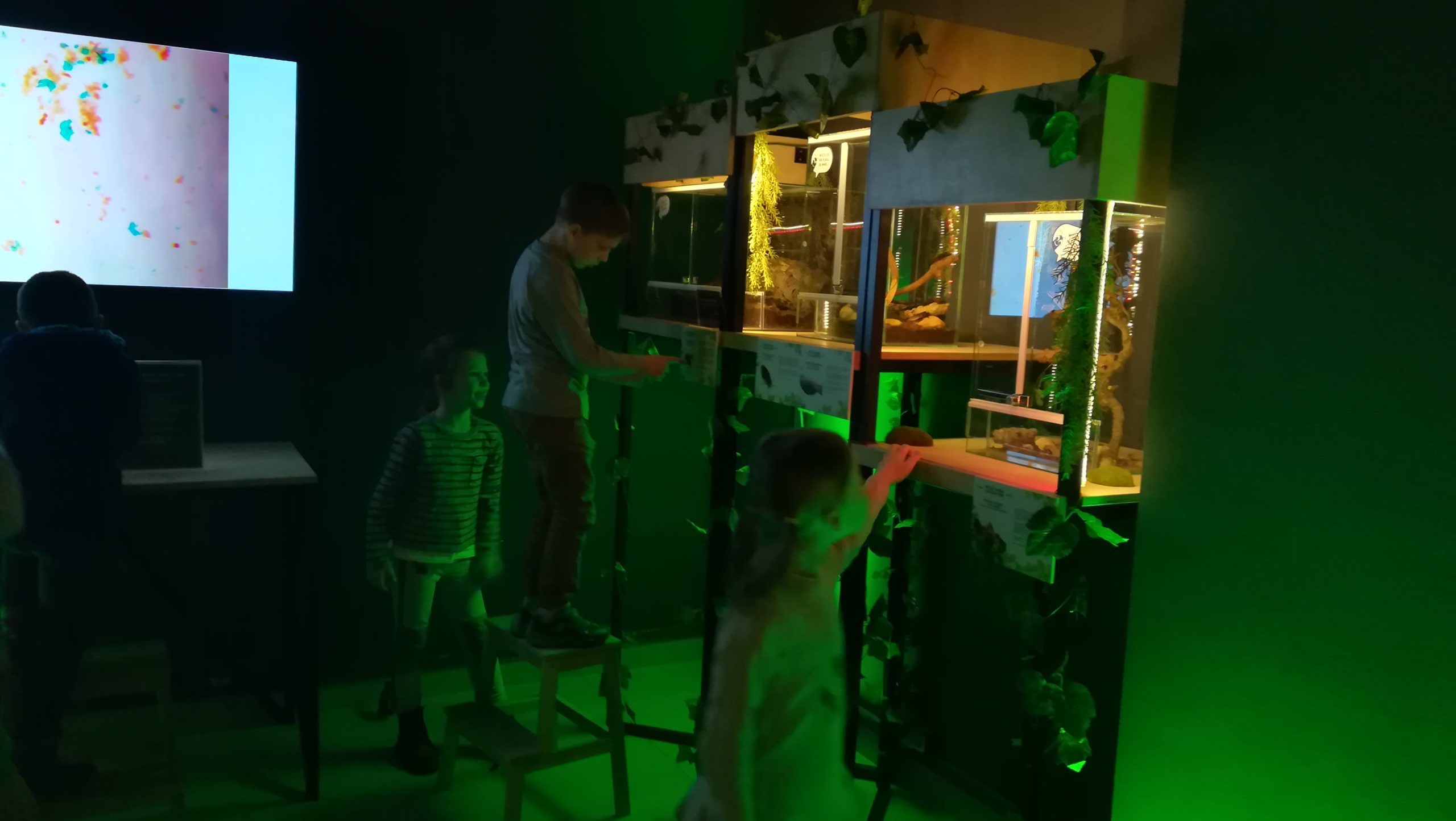 Wystawa Gigantów – fascynujący świat bezkręgowców